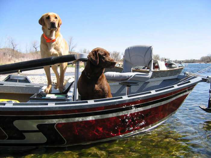 Labs floating river in drift boat